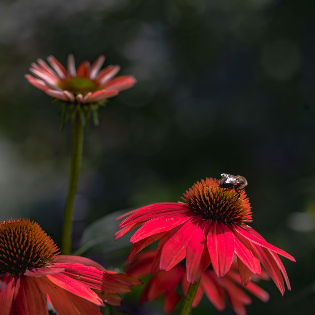 Echinacea Sombrero Baja Burgundy - Purple Coneflower