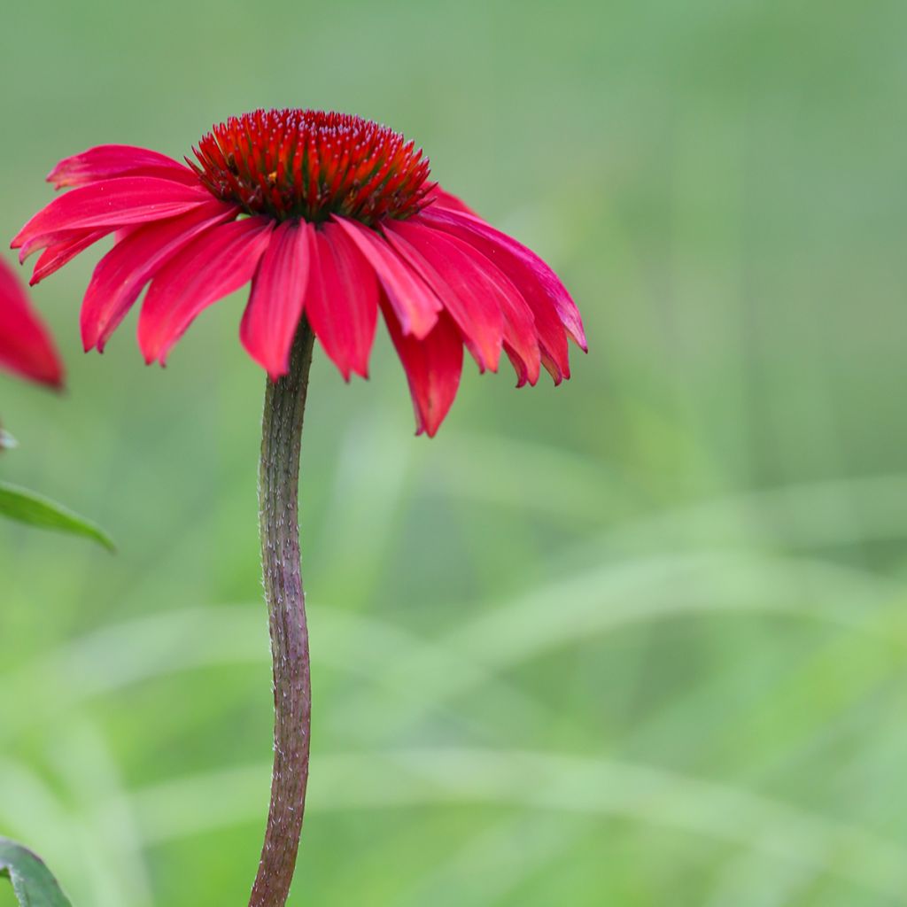 Echinacea Sombrero Baja Burgundy - Purple Coneflower