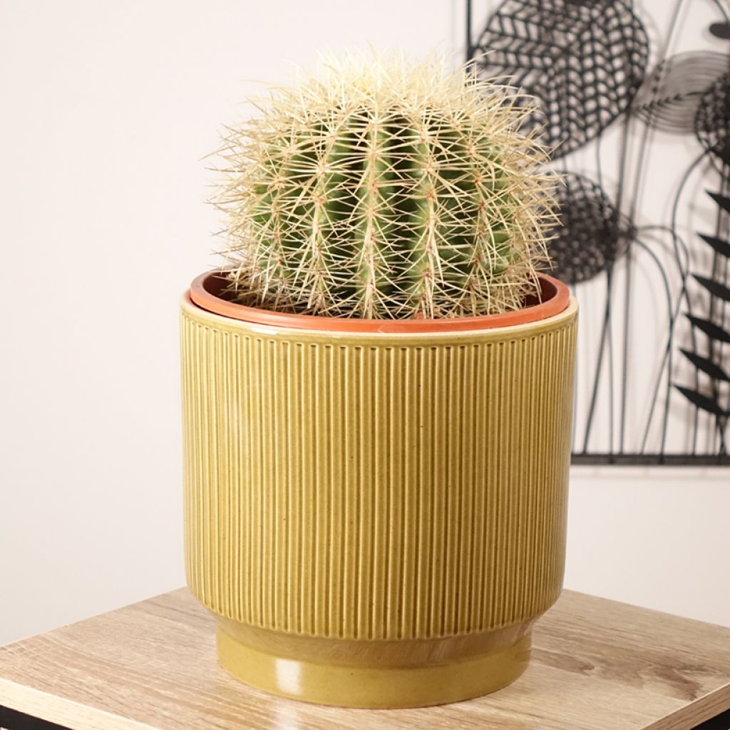 Echinocactus grusonii var. albispinus - Golden barrel cactus