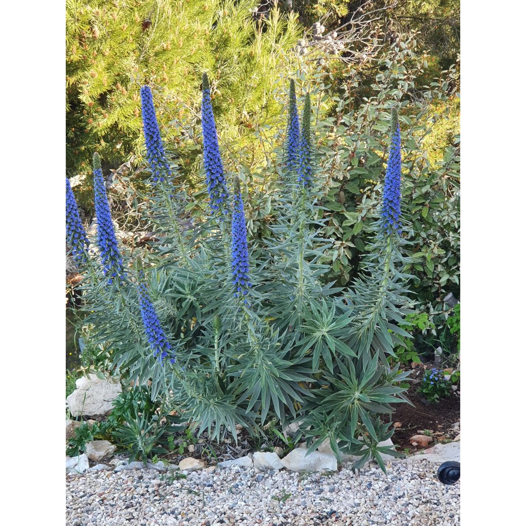 Echium candicans