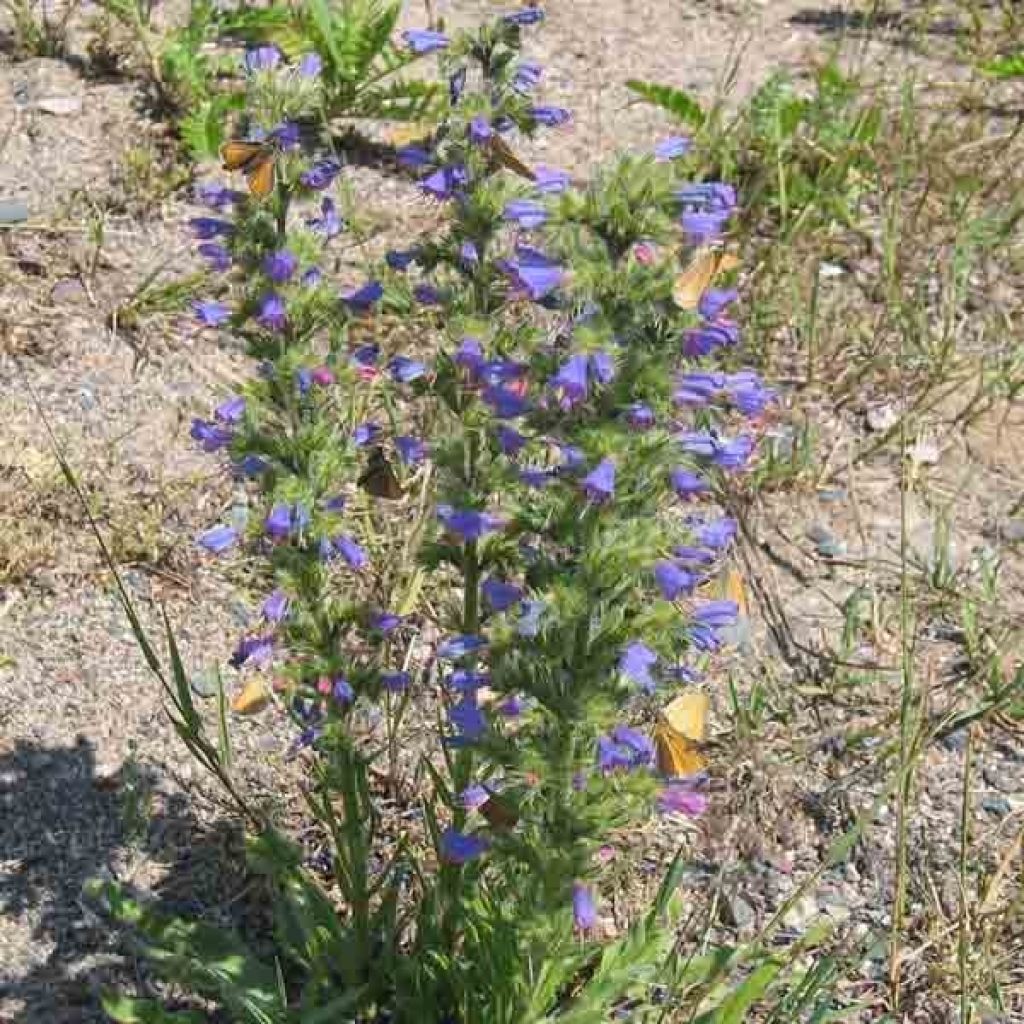 Echium vulgare