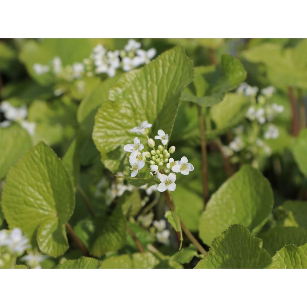 Japanese Wasabi - Eutrema japonicum