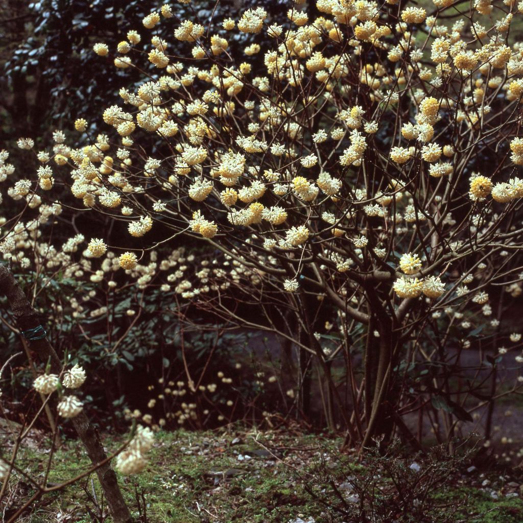 Edgeworthia chrysantha - Paperbush