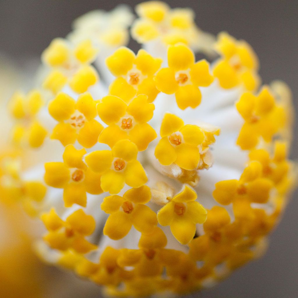 Edgeworthia chrysantha - Paperbush