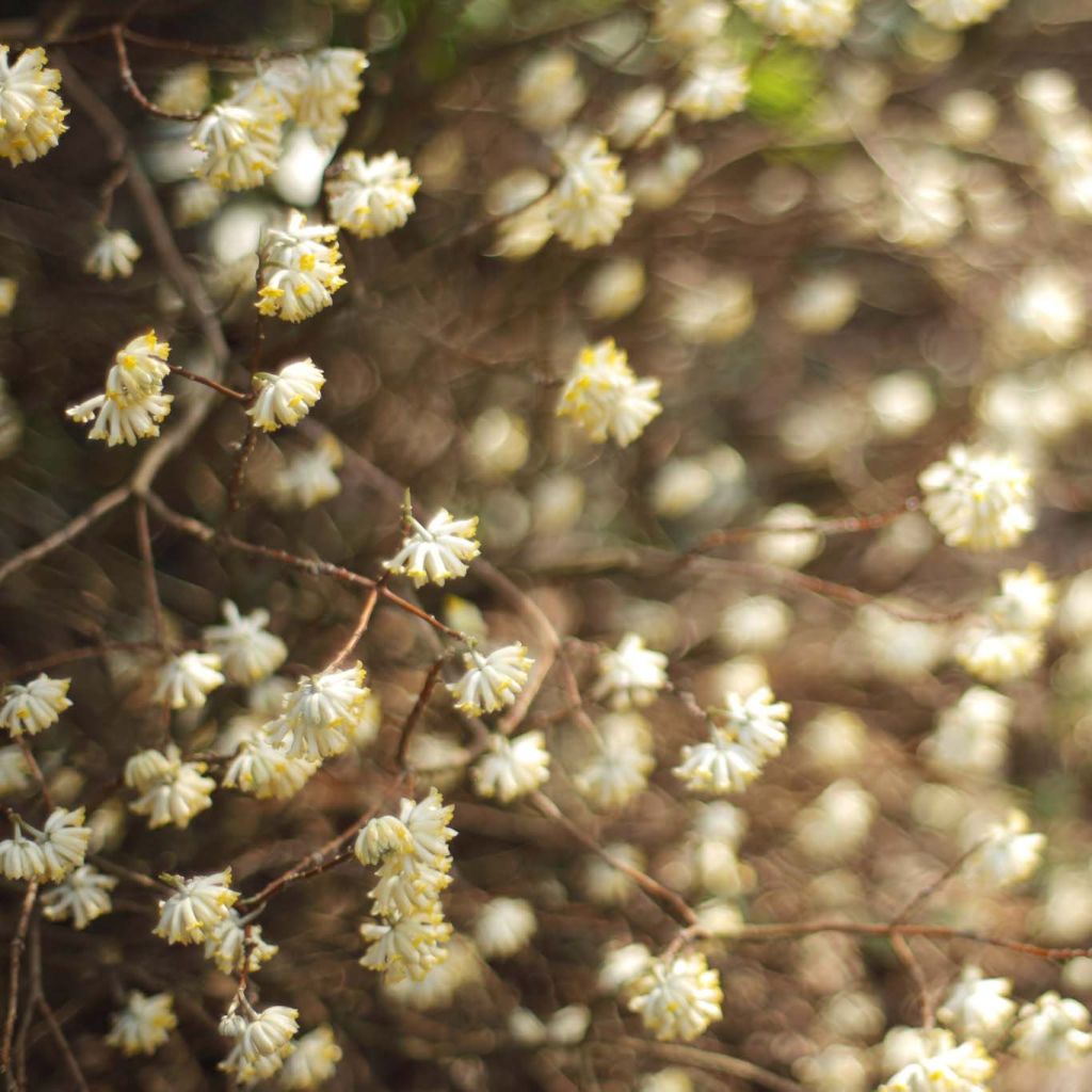 Edgeworthia chrysantha - Paperbush