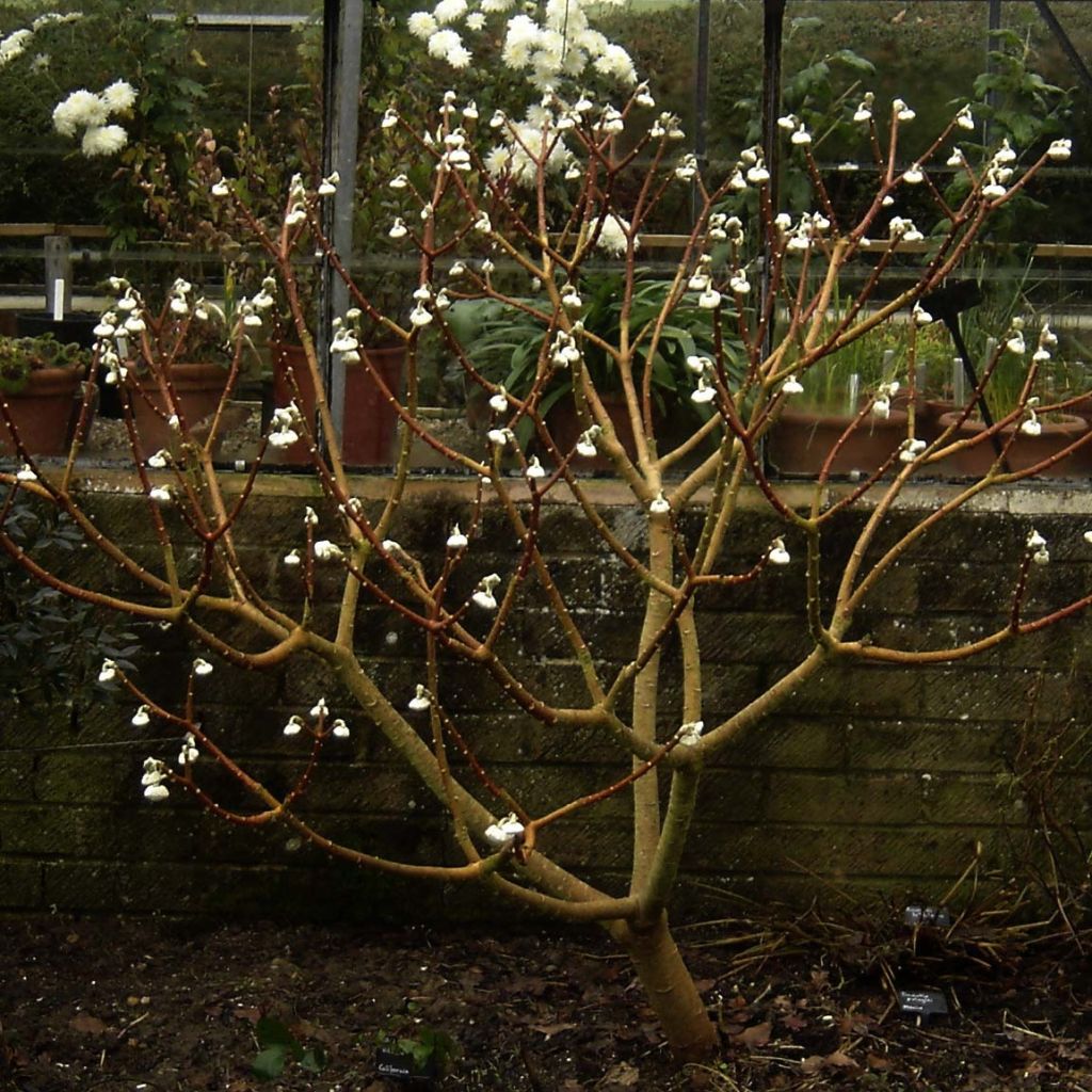 Edgeworthia chrysantha Grandiflora