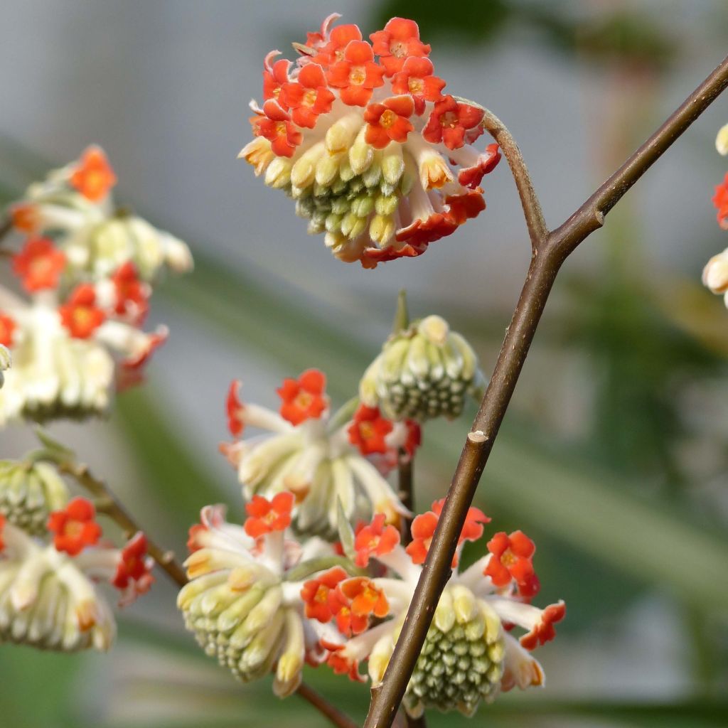 Edgeworthia chrysantha Red Dragon Akebono - Paperbush