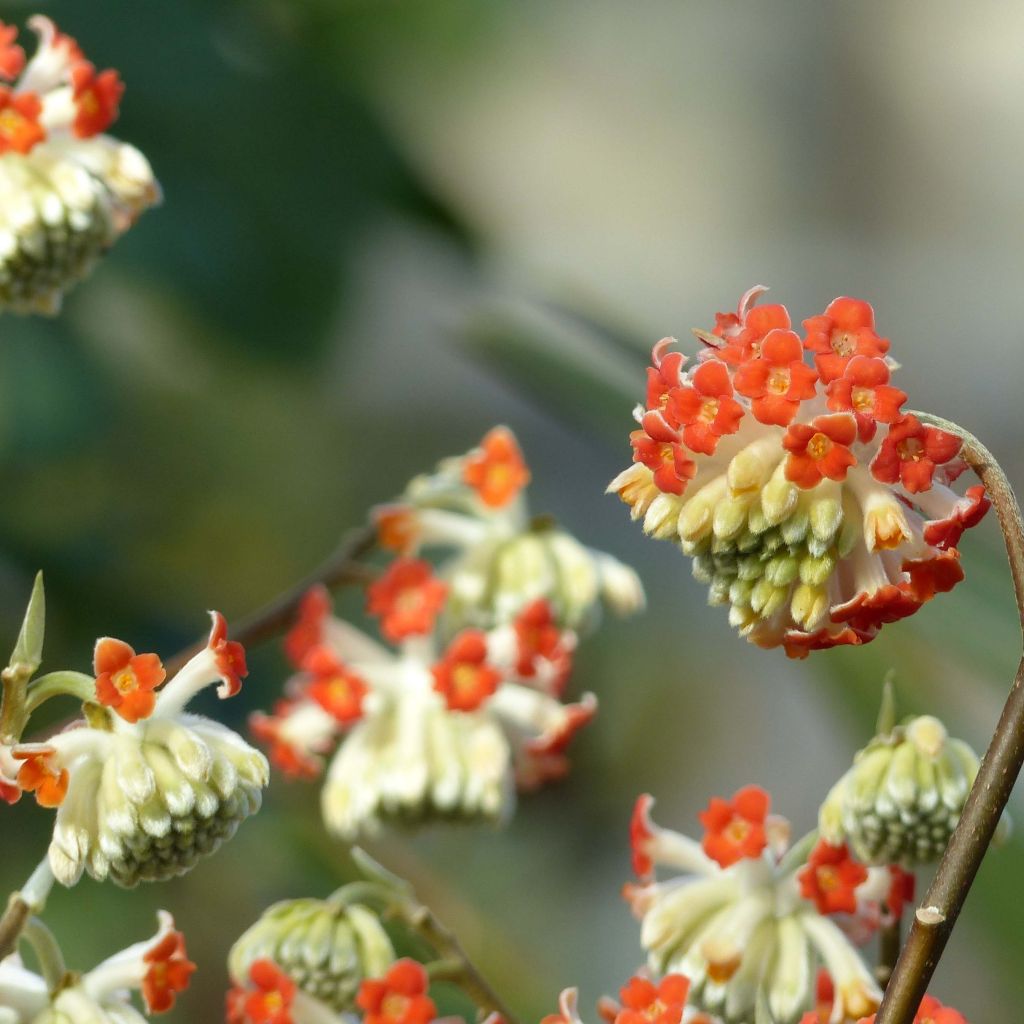 Edgeworthia chrysantha Red Dragon Akebono - Paperbush