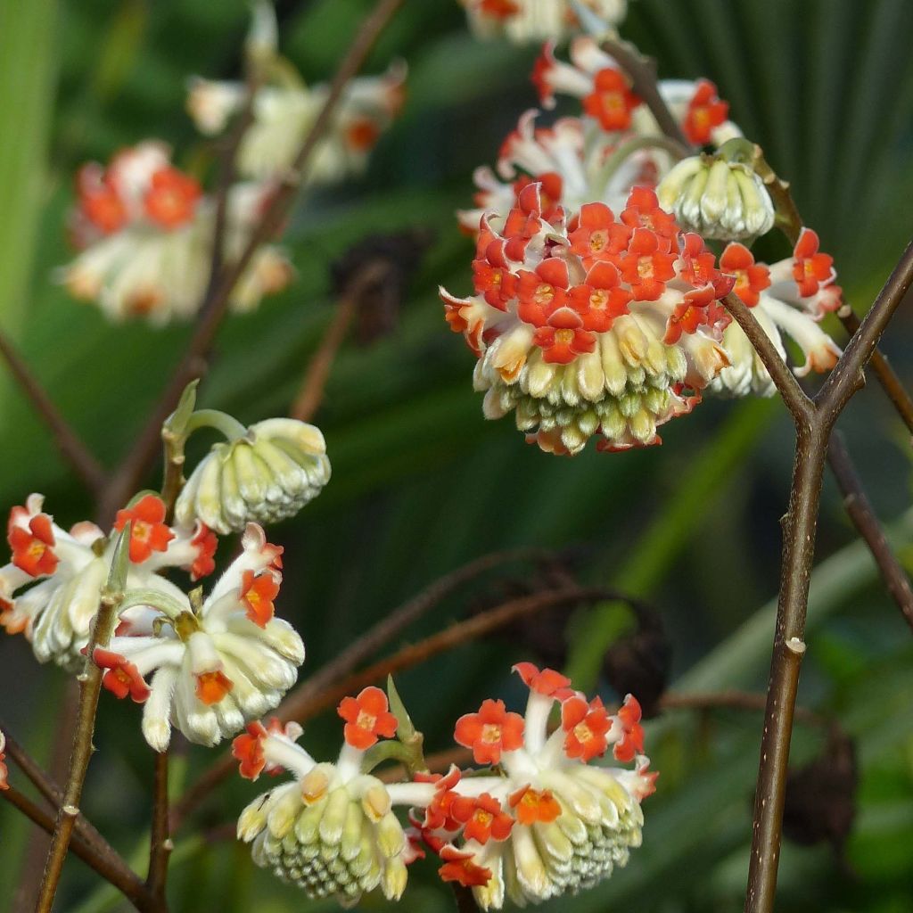 Edgeworthia chrysantha Red Dragon Akebono - Paperbush