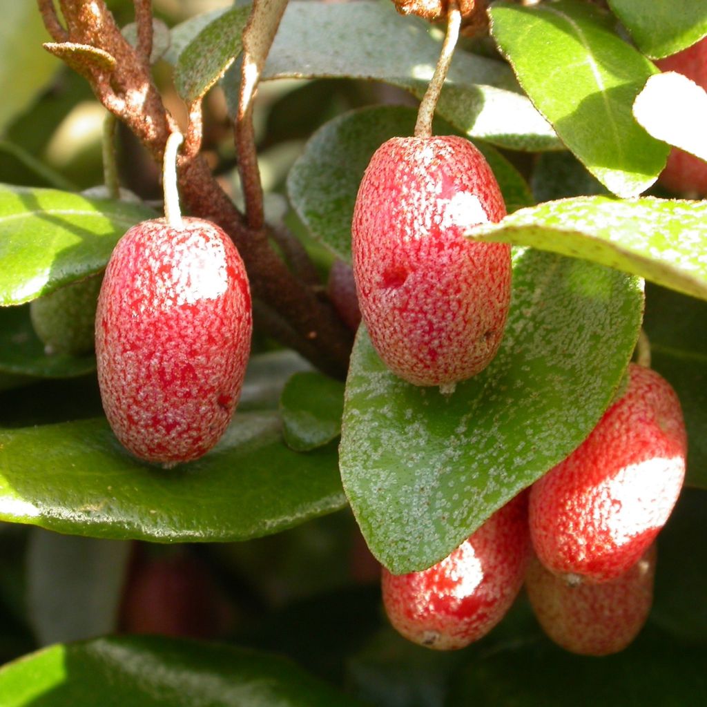 Elaeagnus pungens Variegata