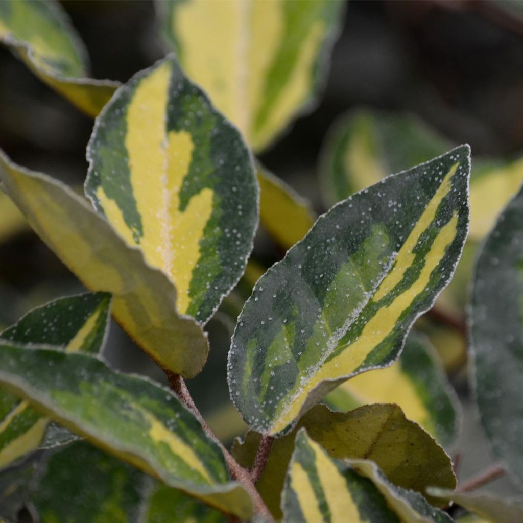 Elaeagnus pungens Variegata