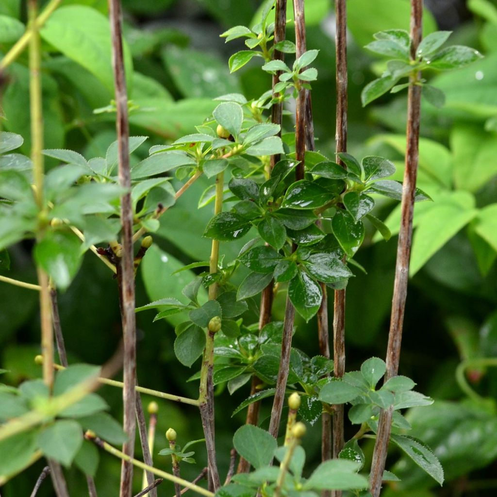 Enkianthus campanulatus