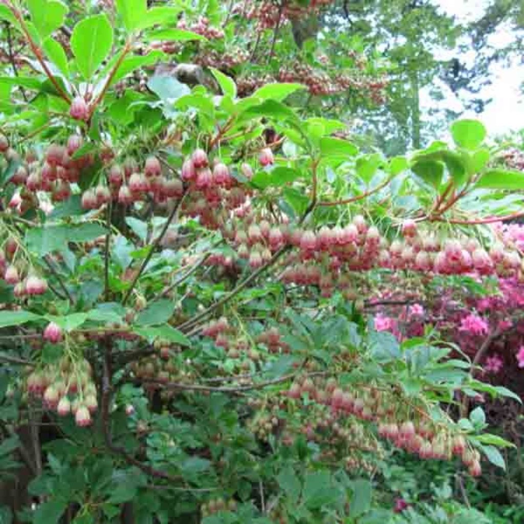 Enkianthus campanulatus 