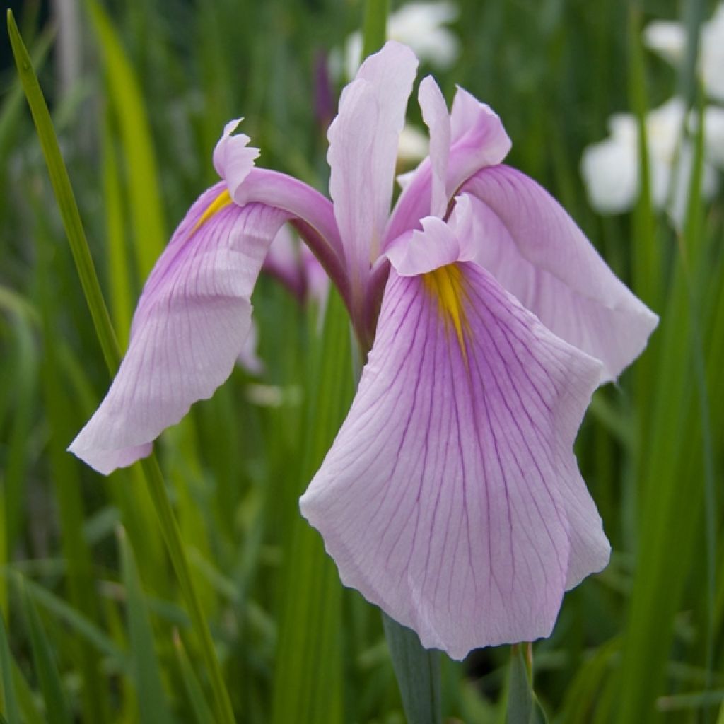 Iris ensata Rose Queen - Japanese Water Iris