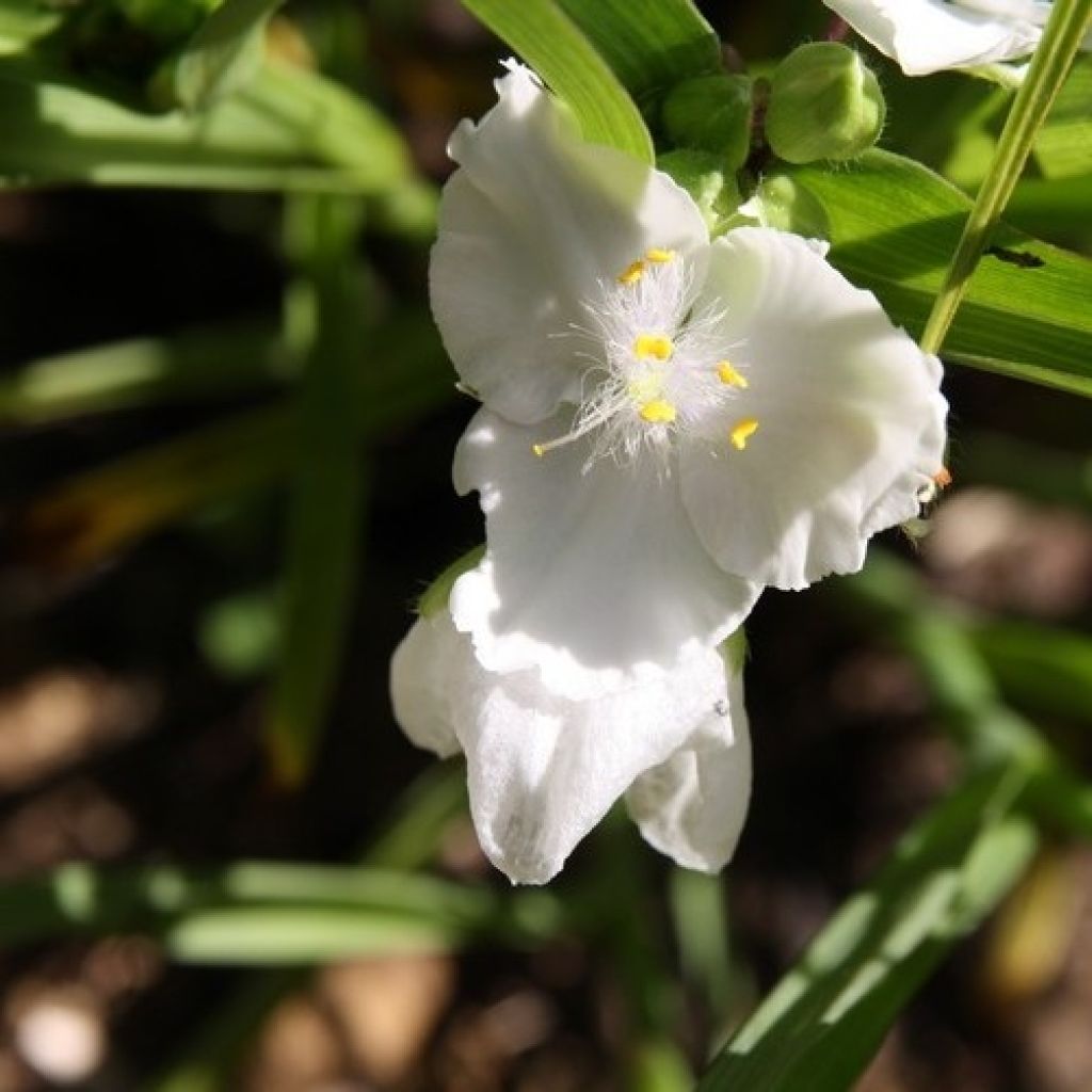 Tradescantia andersoniana Innocence - Spiderwort