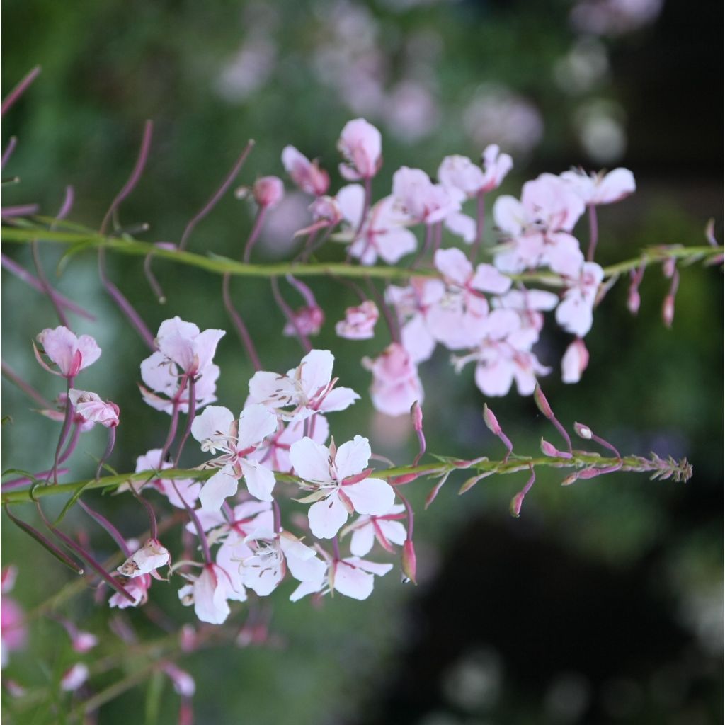 Epilobium angustifolium Stahl Rose