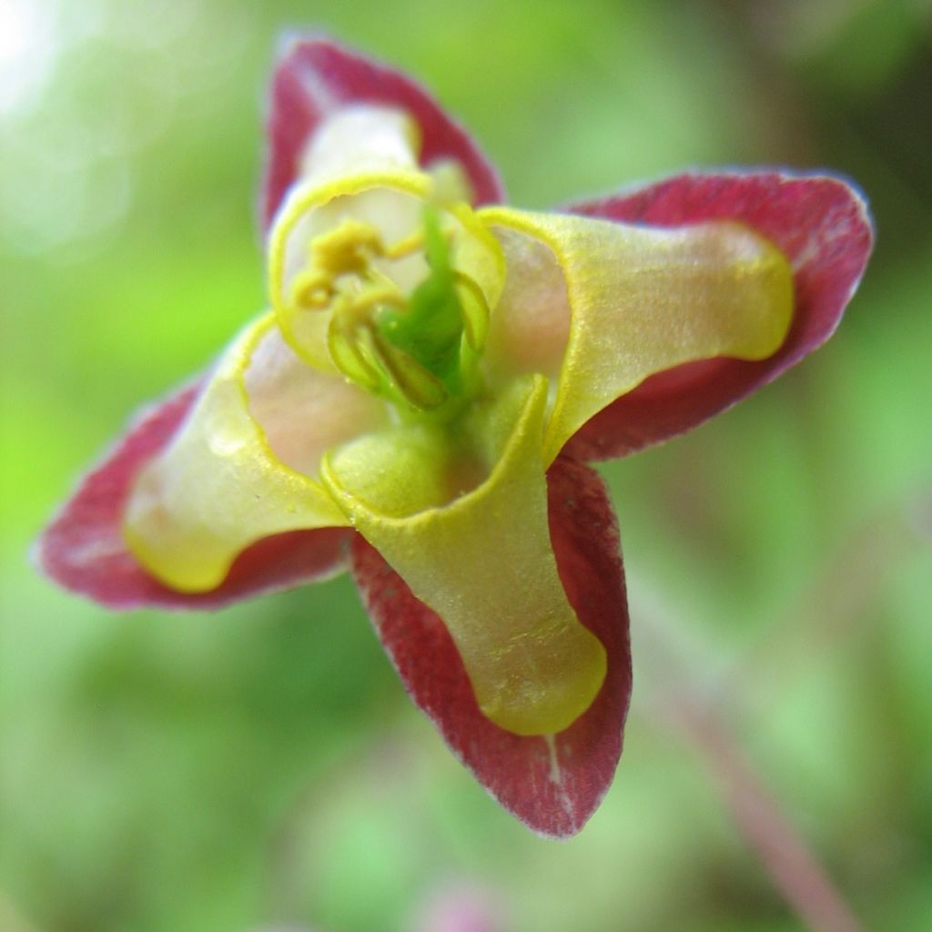 Epimedium alpinum, Fleur des elfes