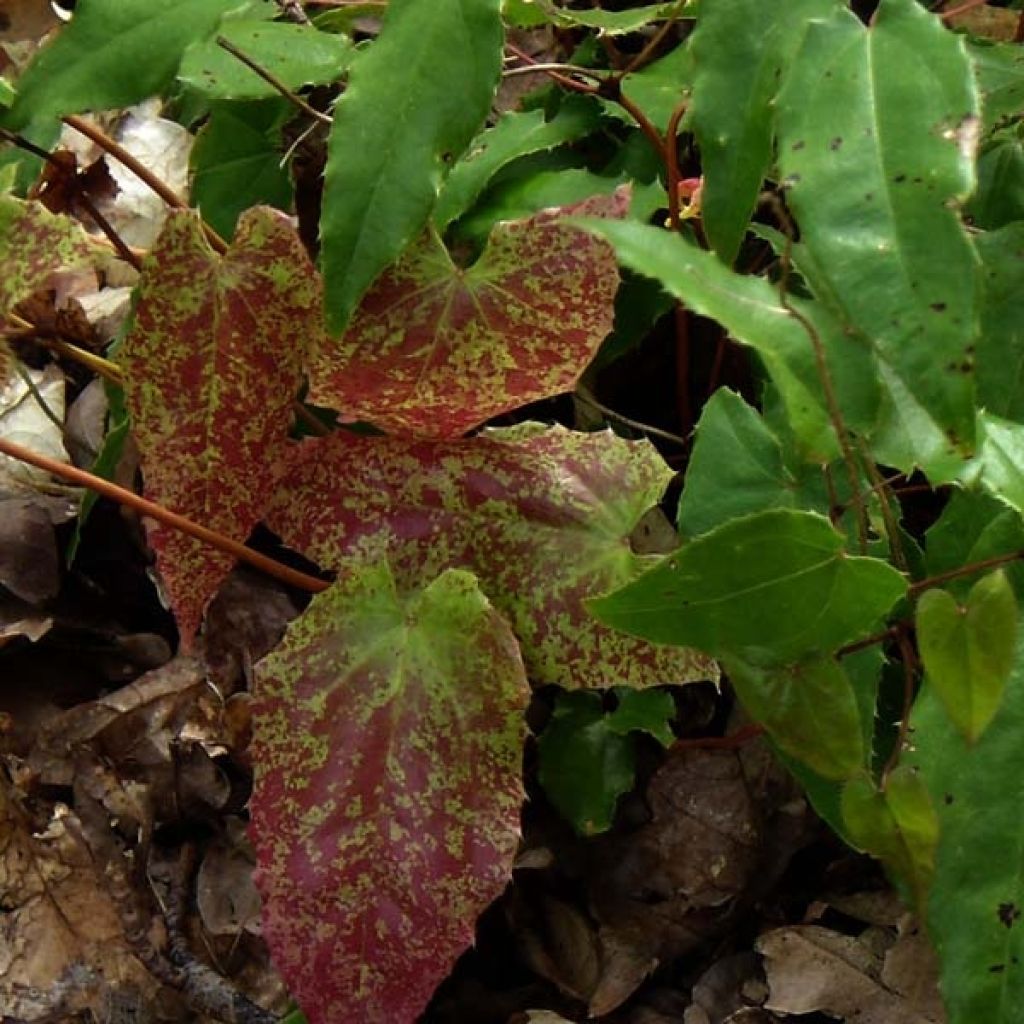 Fleur des Elfes - Epimedium Amber Queen