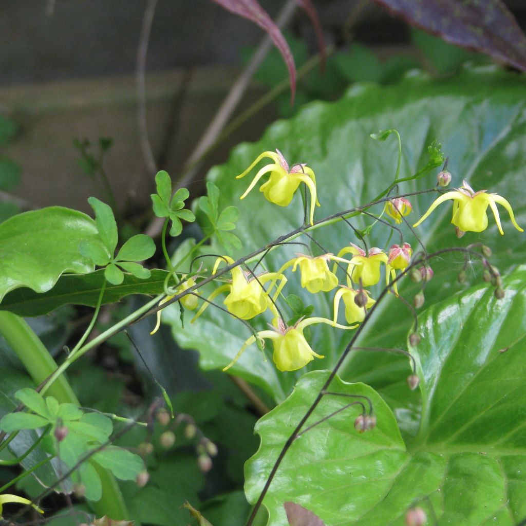 Epimedium davidii, Fleur des elfes