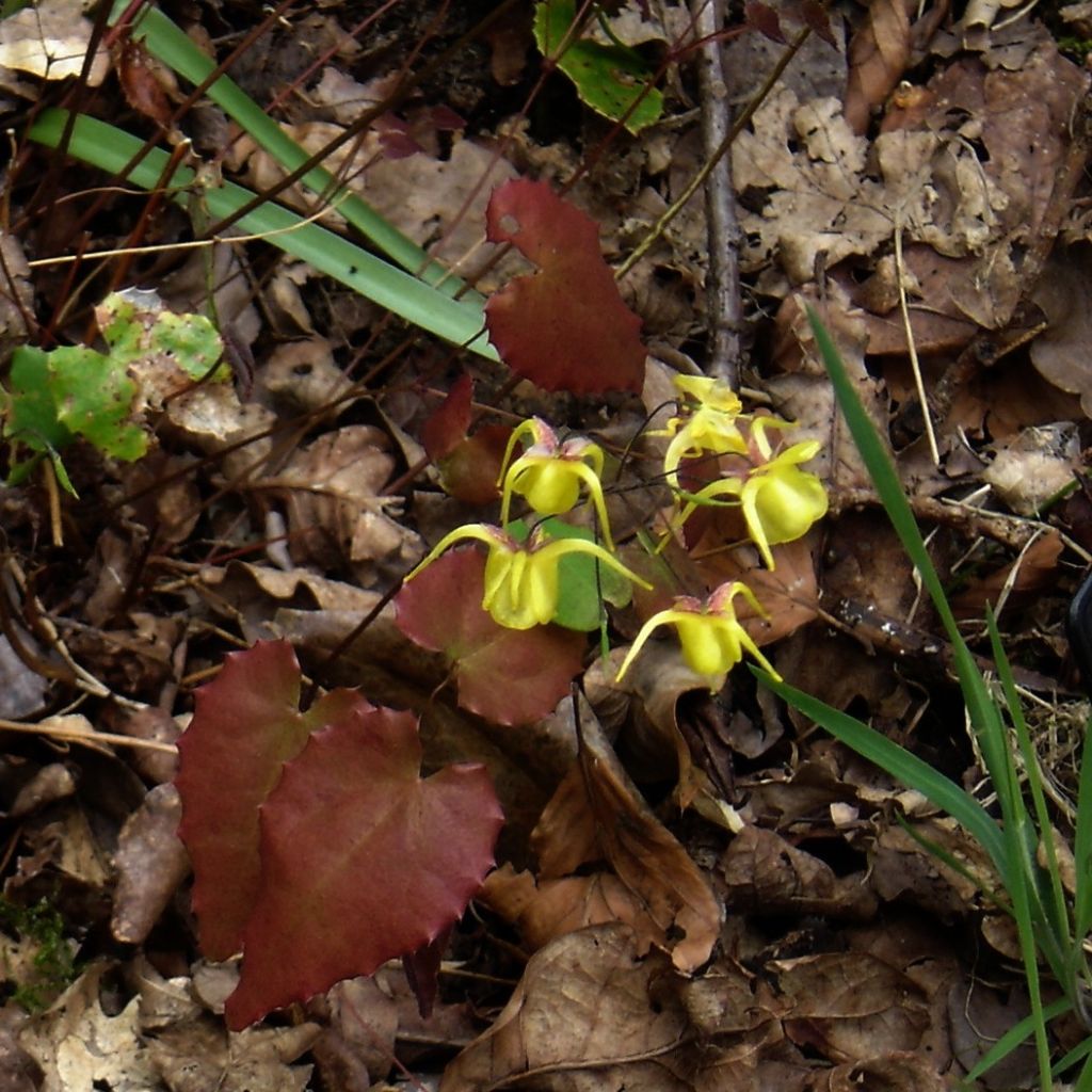 Epimedium davidii, Fleur des elfes