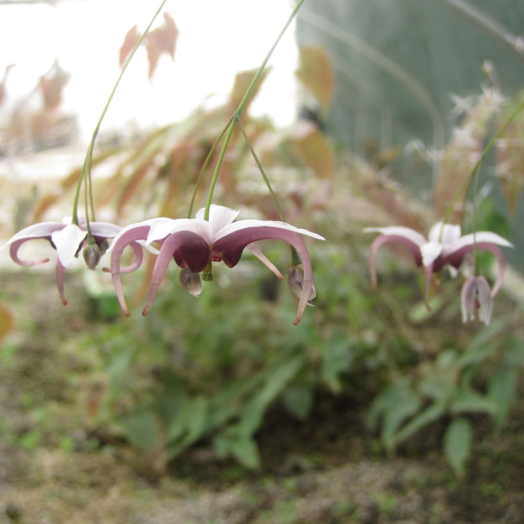 Epimedium dolichostemon - Barrenwort