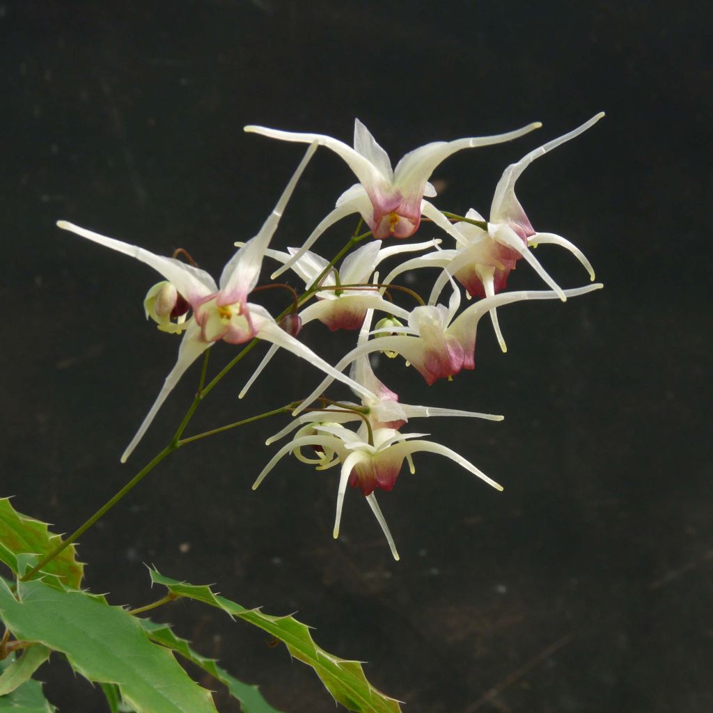 Epimedium Domino - Barrenwort