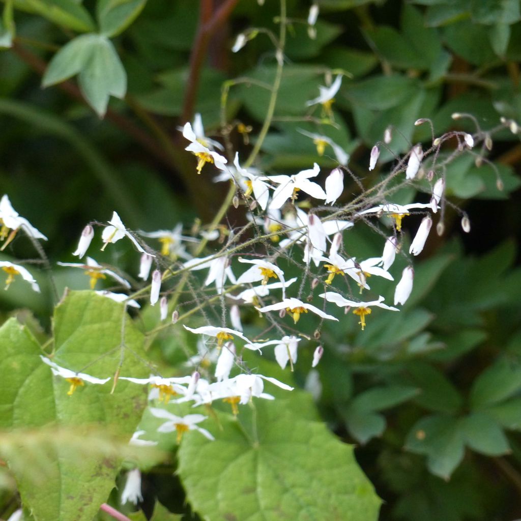 Epimedium stellulatum Wudang Star - Barrenwort