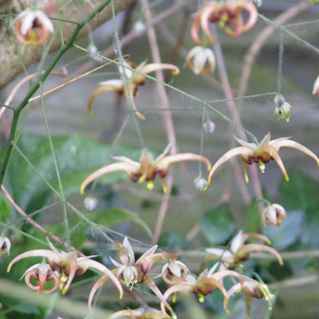 Fleur des Elfes, Epimedium wushanense Caramel