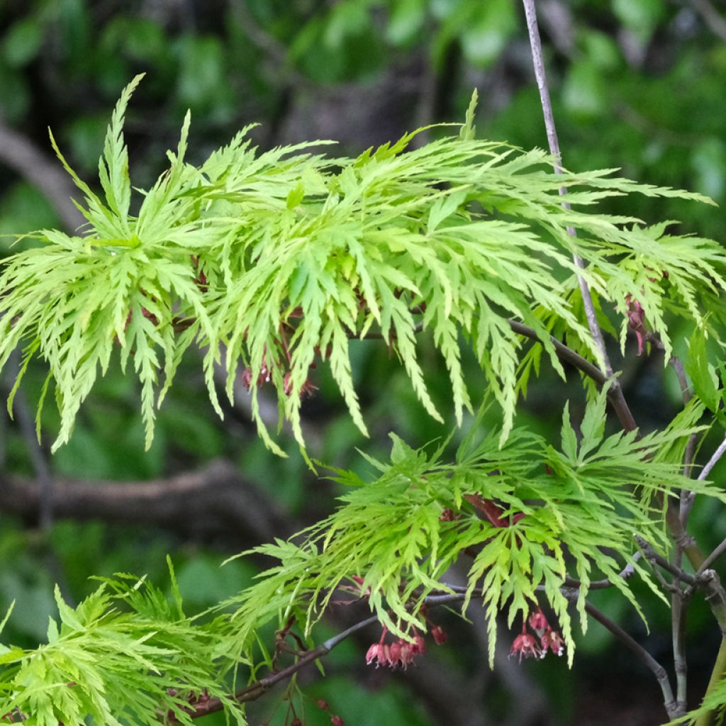 Acer palmatum Dissectum Viridis - Japanese Maple