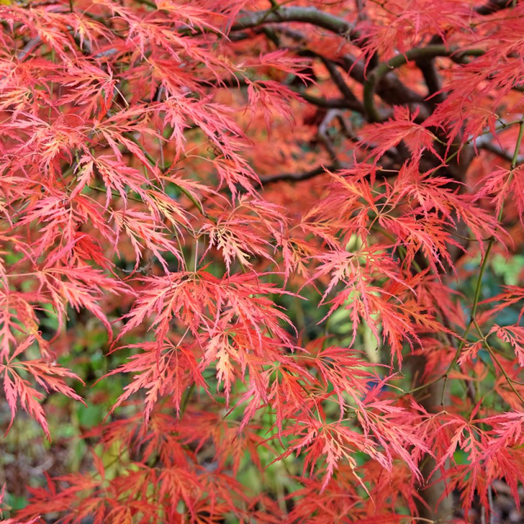 Acer palmatum Dissectum Viridis - Japanese Maple