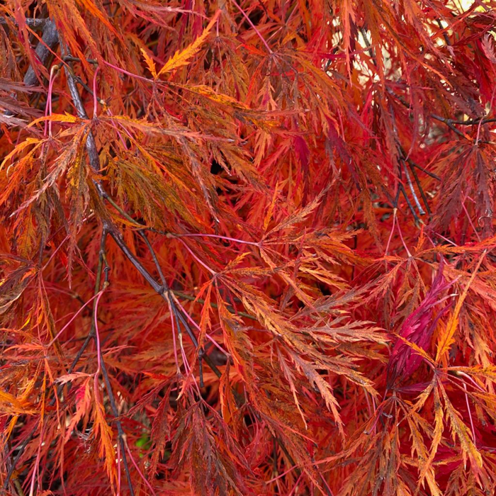 Acer palmatum Dissectum Viridis - Japanese Maple