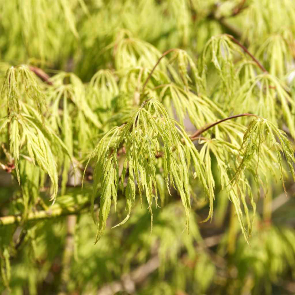 Acer palmatum Dissectum Viridis - Japanese Maple
