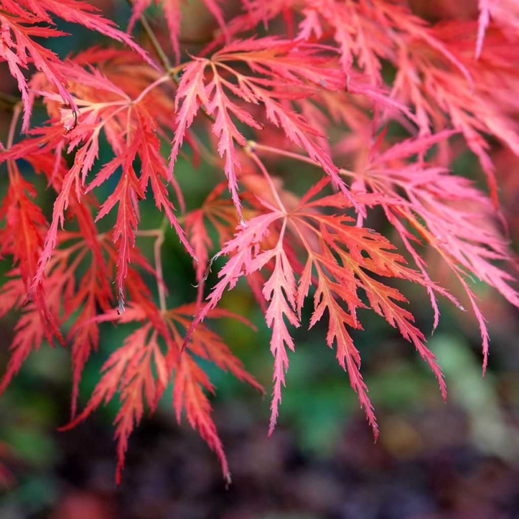 Acer palmatum Dissectum Viridis - Japanese Maple
