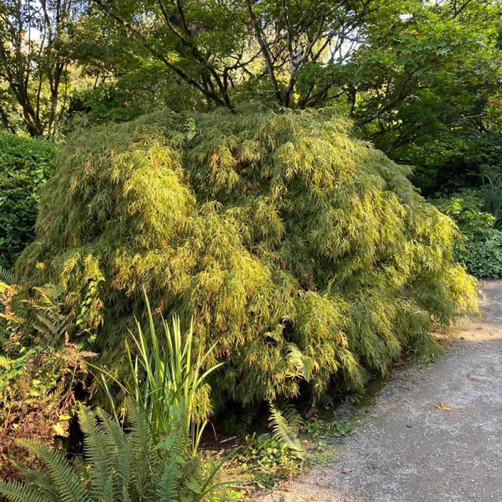 Acer palmatum Dissectum Viridis - Japanese Maple