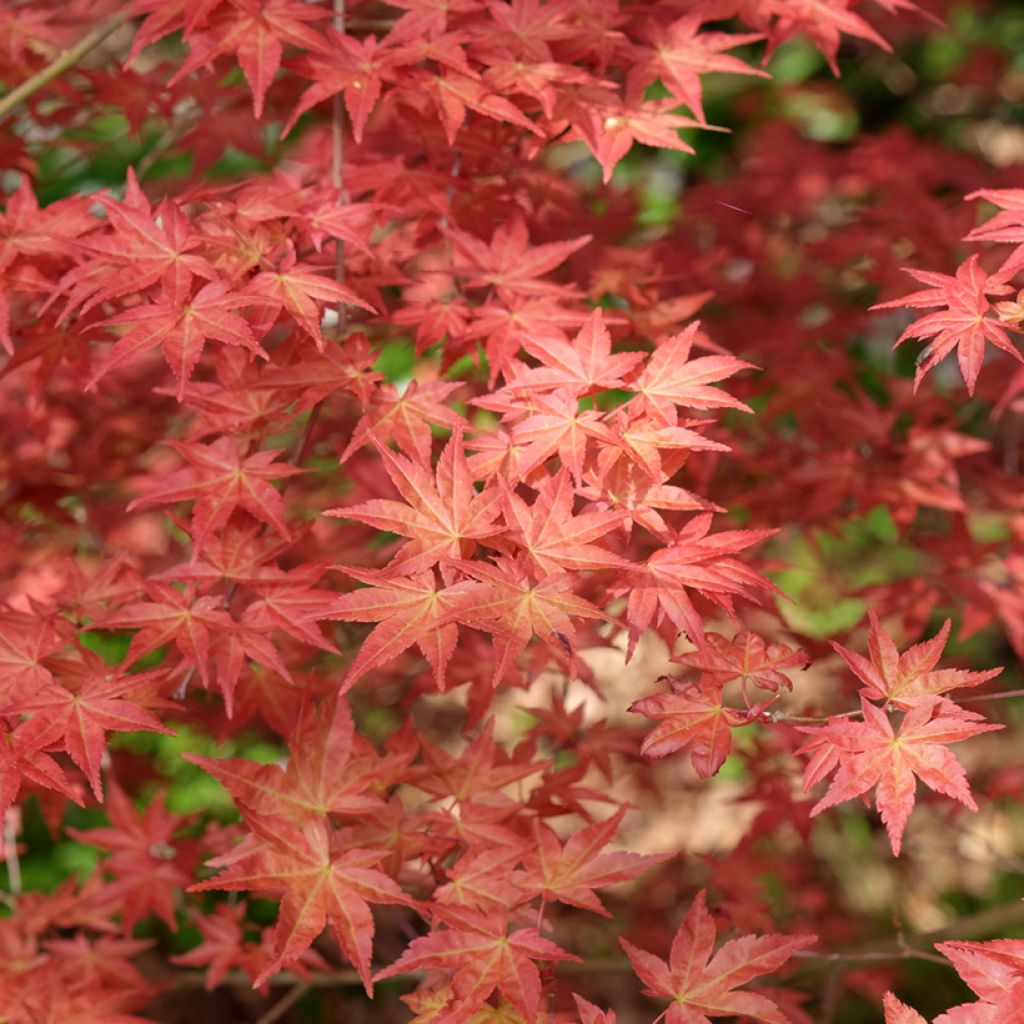 Acer palmatum Shindeshojo - Japanese Maple