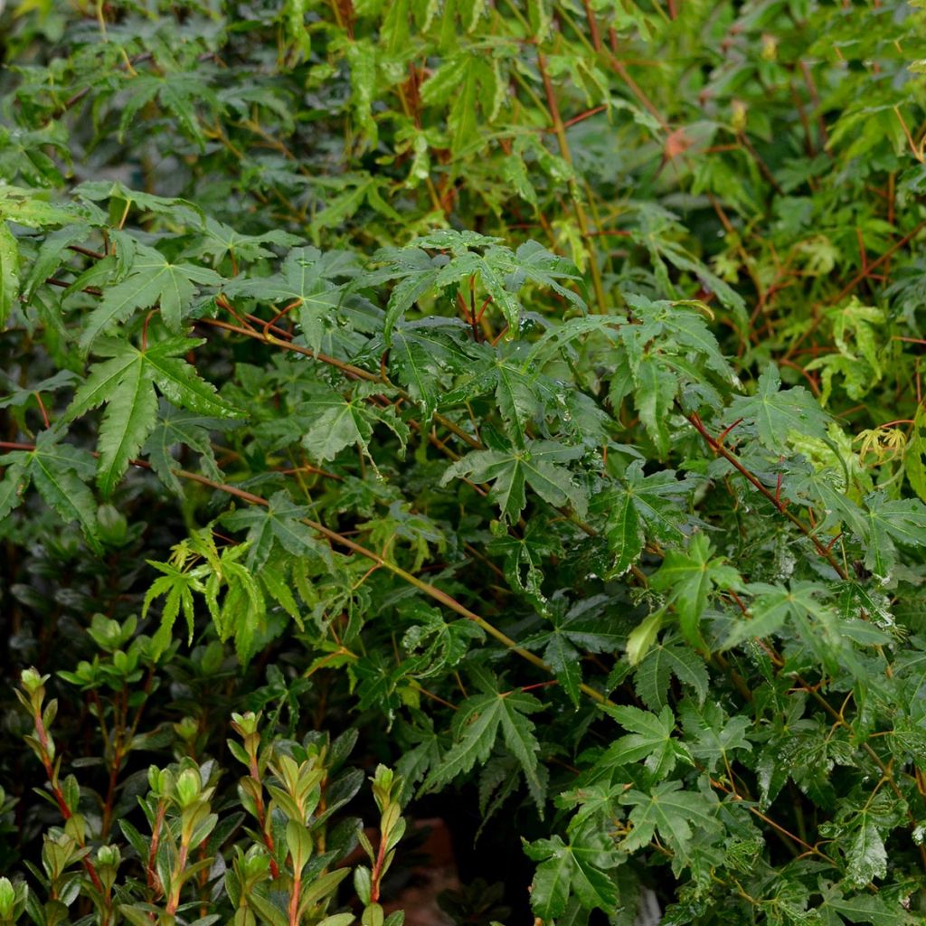 Érable du Japon - Acer palmatum