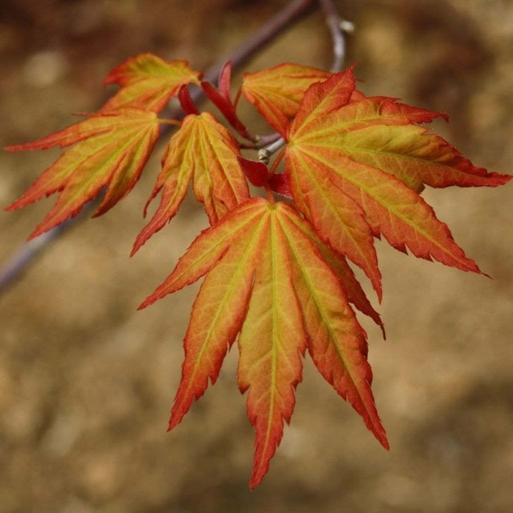 Acer palmatum Orange Dream - Japanese Maple
