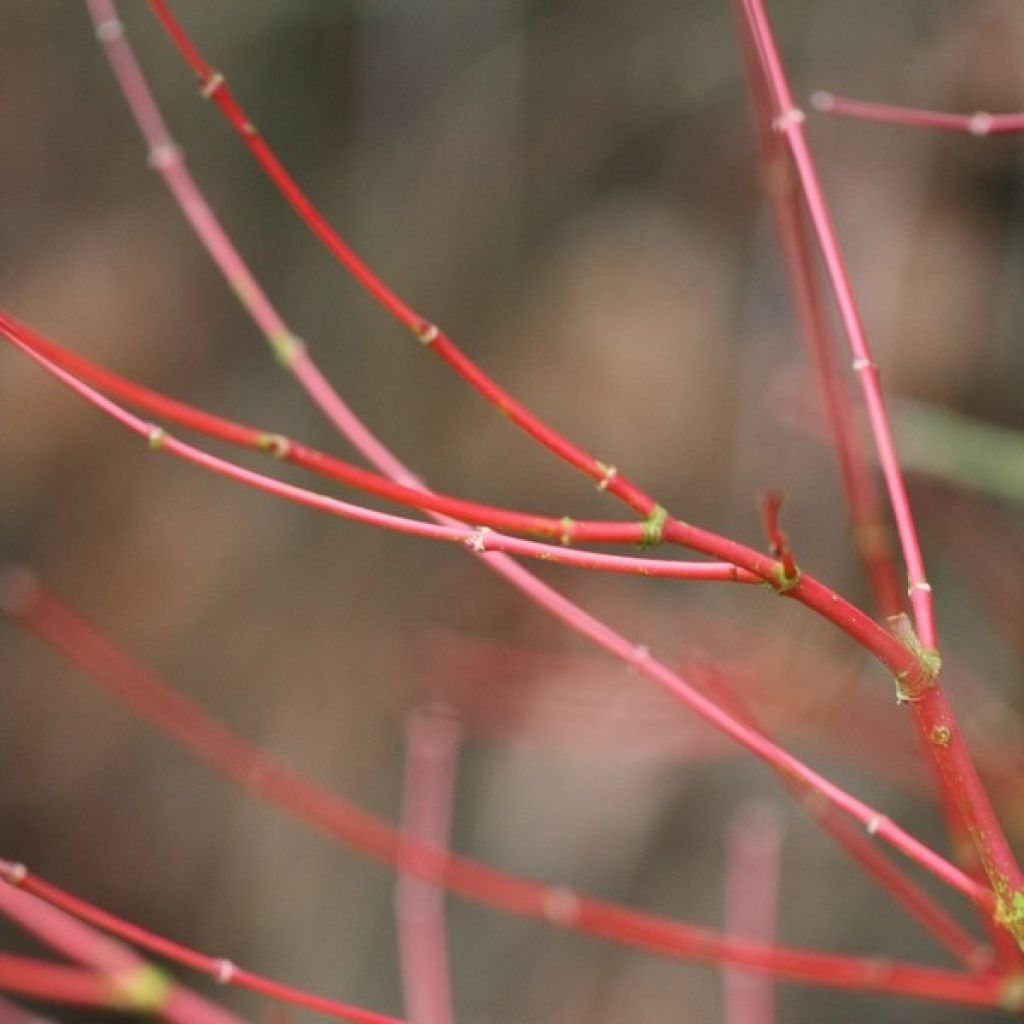 Acer palmatum Sangokaku - Japanese Maple