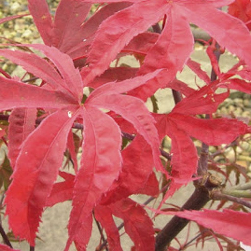 Acer palmatum Shirazz - Japanese Maple