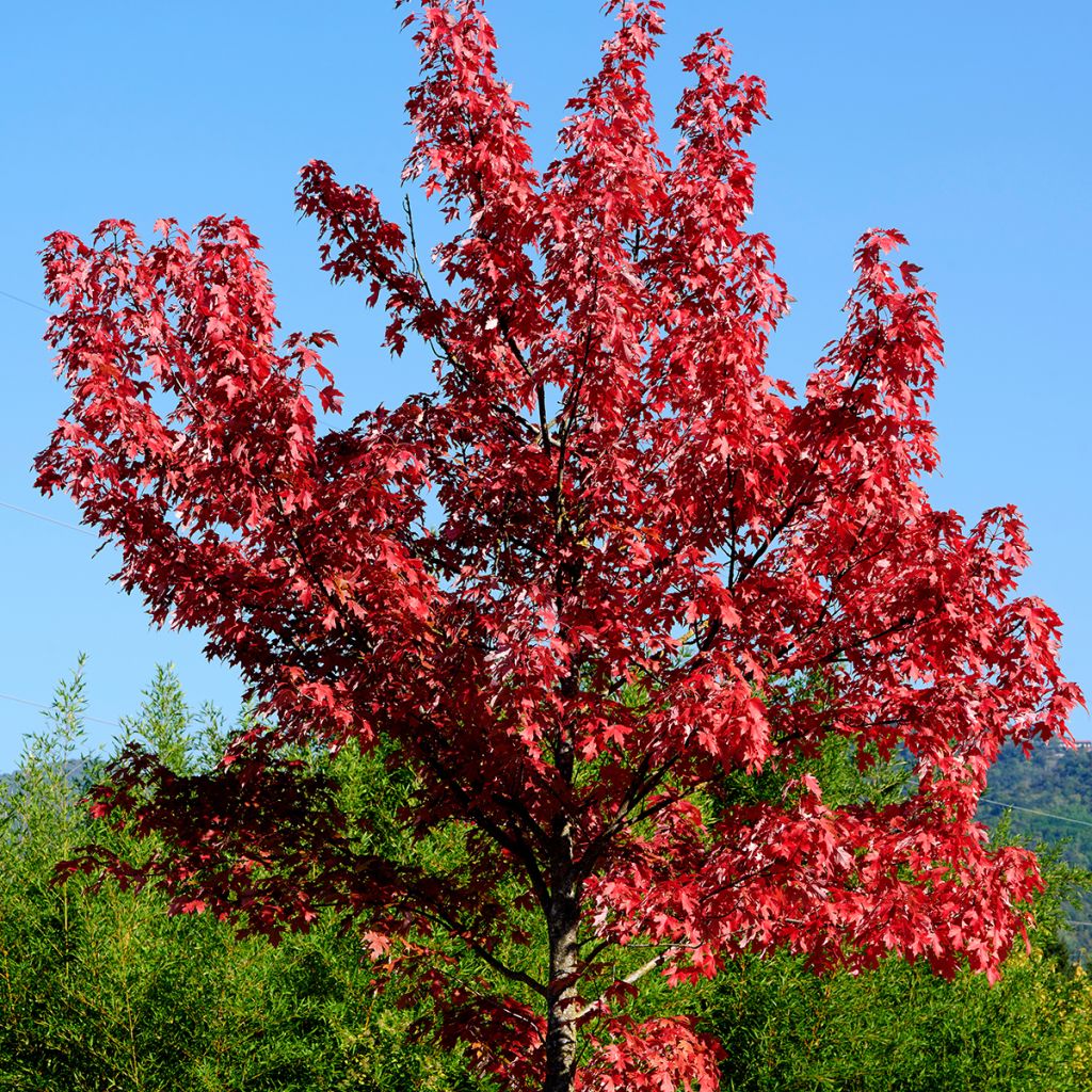 Acer rubrum - Maple