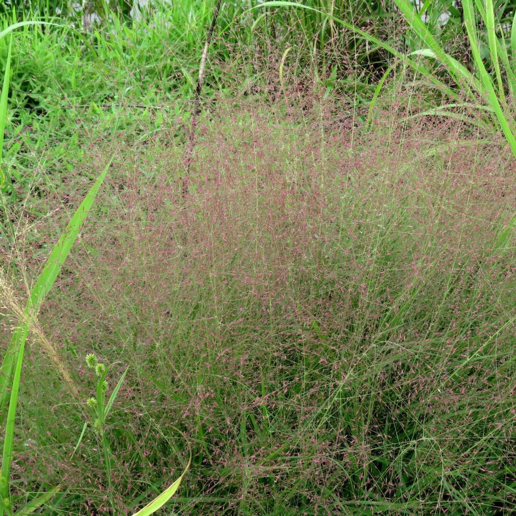 Eragrostis spectabilis