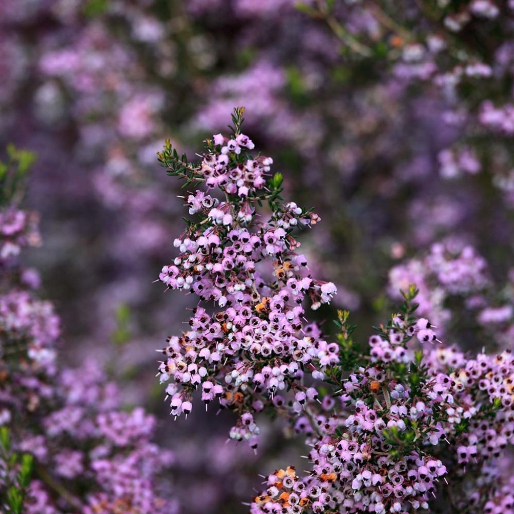 Erica canaliculata - Heath