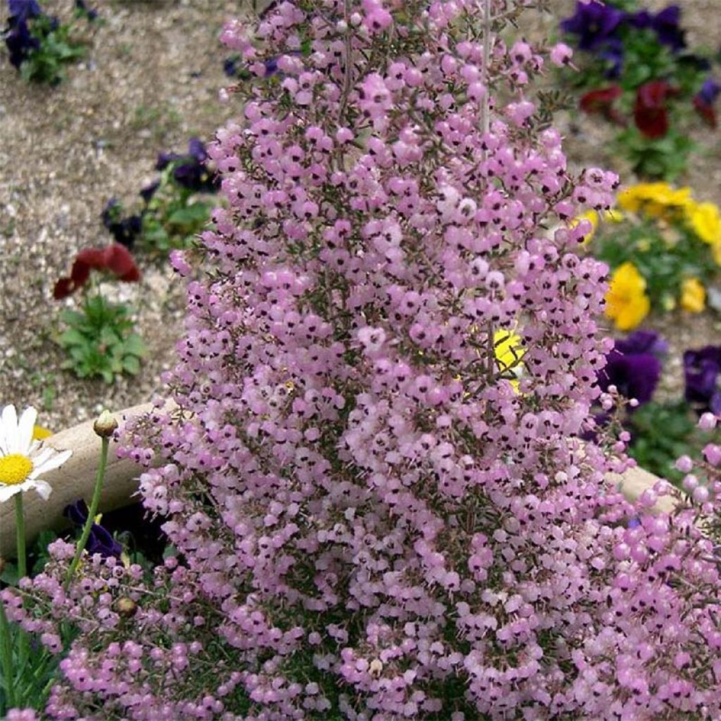 Erica canaliculata - Heath