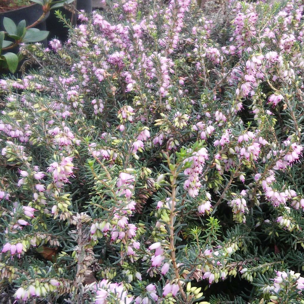 Erica x darleyensis Darley Dale