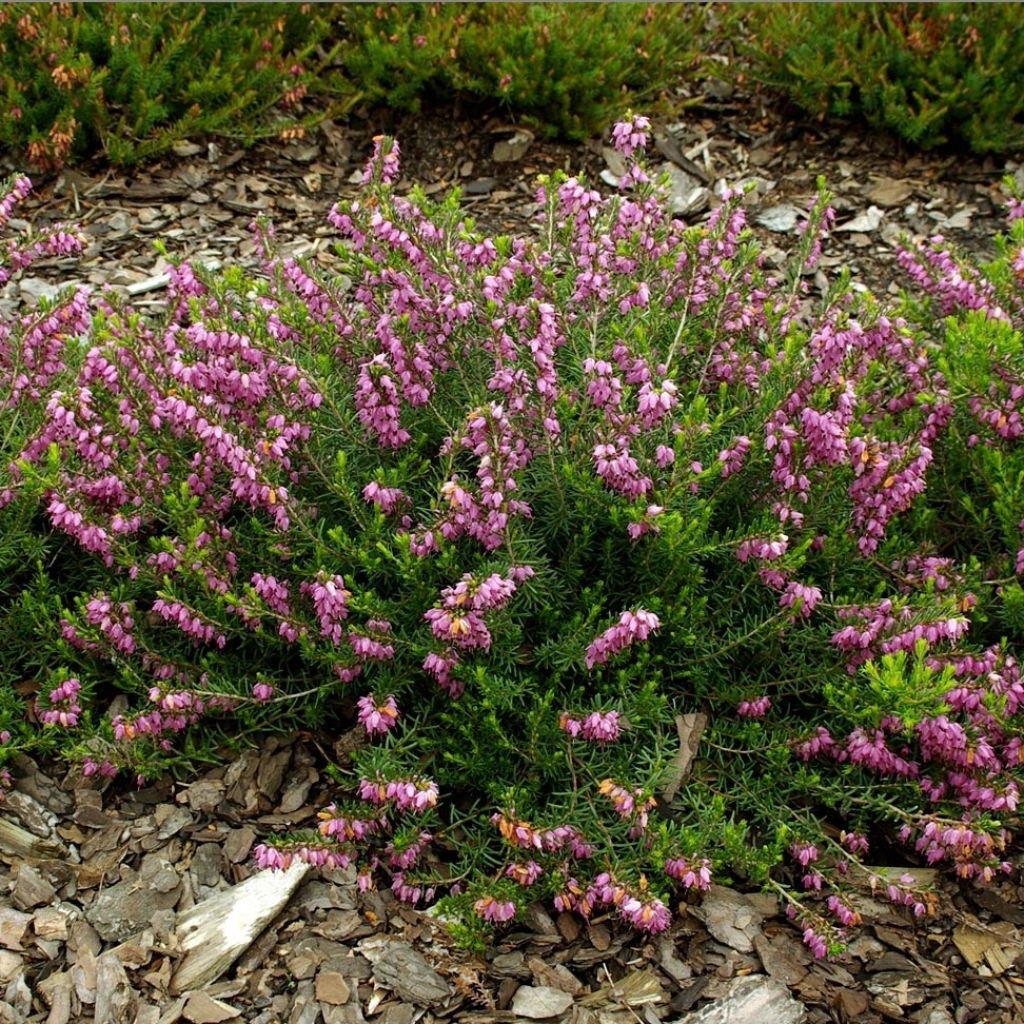 Erica darleyensis Ghost Hills - Winter Heath