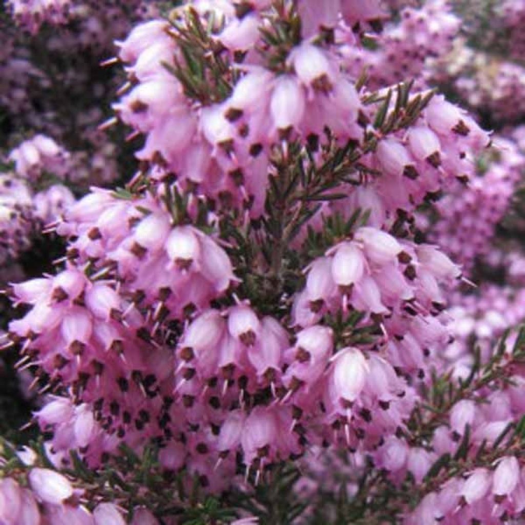 Erica x darleyensis Spring Surprise, bruyère