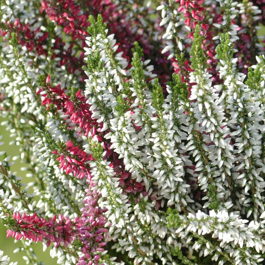 Bruyère d'hiver - Erica x darleyensis TrioBruyère d'hiver - Erica x darleyensis Trio