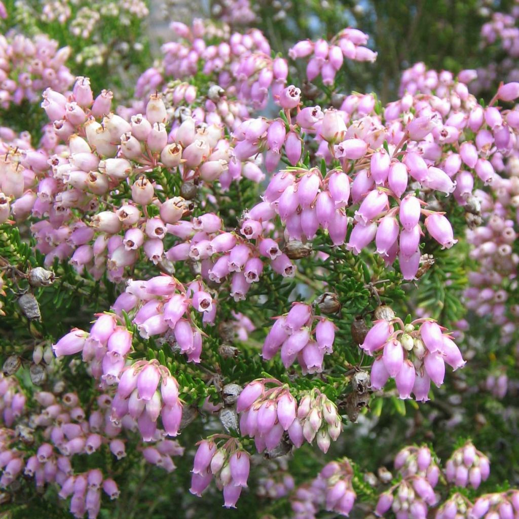 Erica terminalis - Corsican Heath