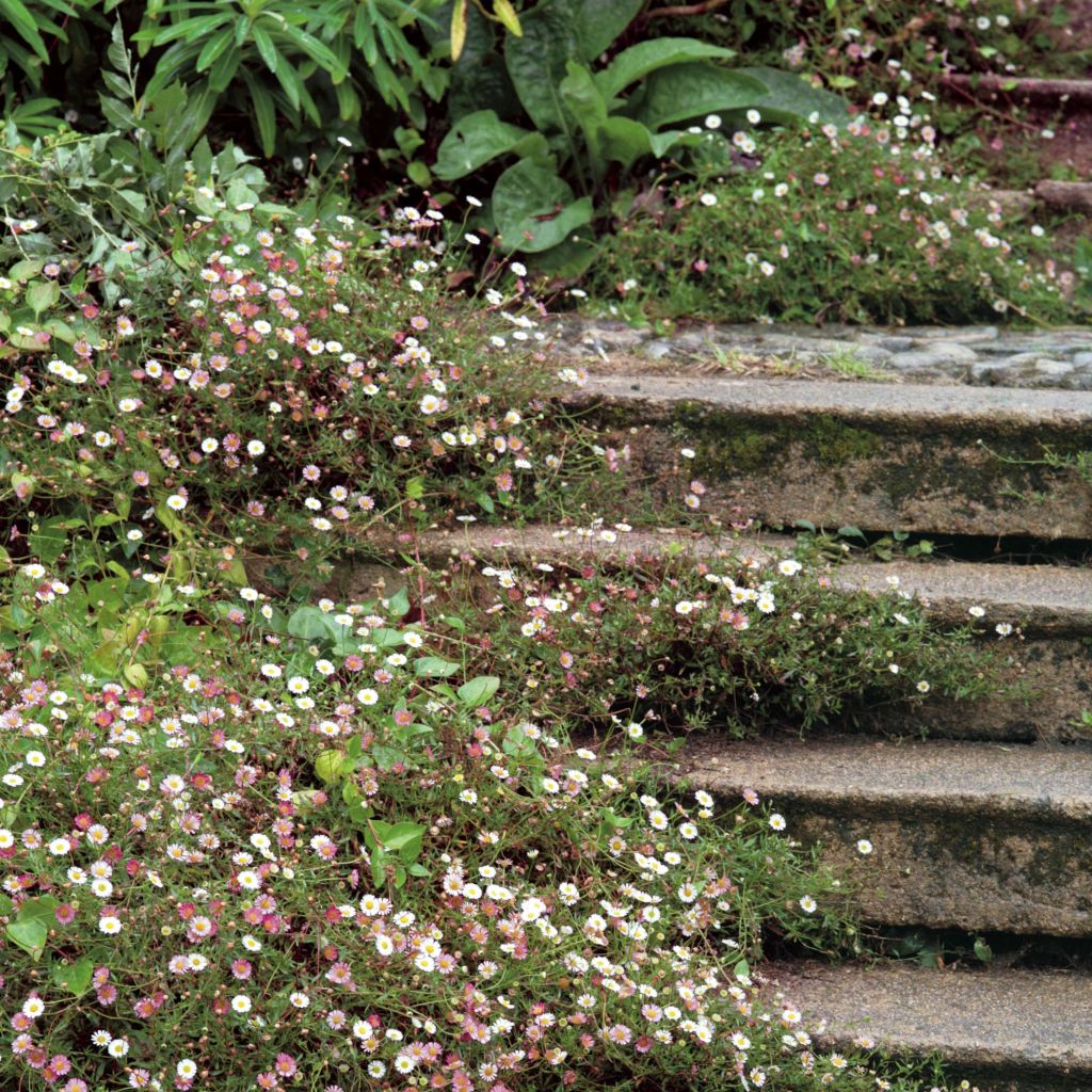 Erigeron karvinskianus