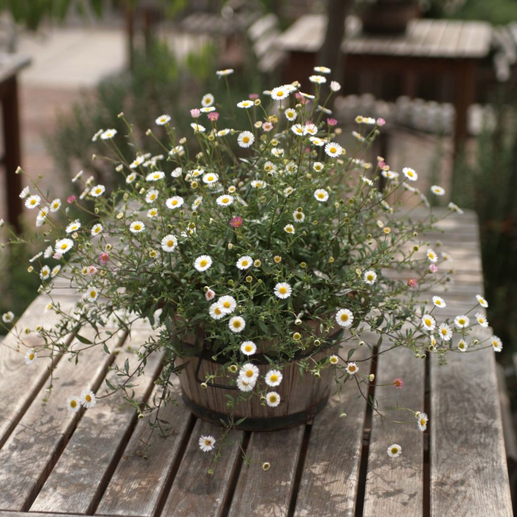 Erigeron karvinskianus